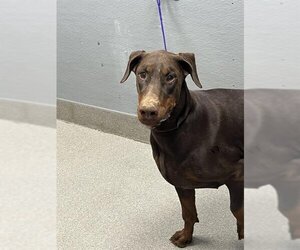 Doberman Pinscher-Unknown Mix Dogs for adoption in Las Vegas, NV, USA