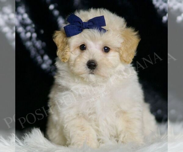 Medium Photo #72 Maltipoo (Miniature) Puppy For Sale in WARSAW, IN, USA