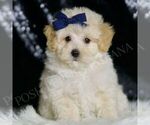 Small Photo #72 Maltipoo (Miniature) Puppy For Sale in WARSAW, IN, USA