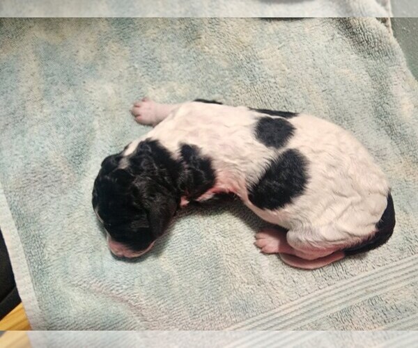 Medium Photo #4 Poodle (Standard) Puppy For Sale in CLAYTON, WA, USA