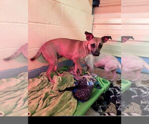 Kookie - Female Miniature Pinscher-Unknown Mix Dog for Adoption - Photo #3