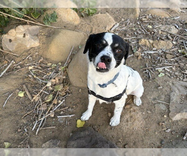 Medium Photo #6 Rat Terrier-Unknown Mix Puppy For Sale in Lakewood, CO, USA