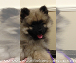 Small Photo #3 Keeshond Puppy For Sale in FAYETTEVILLE, TN, USA