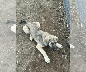Anatolian Shepherd-Unknown Mix Dogs for adoption in Linton, IN, USA