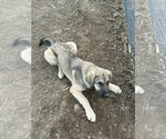 Small Anatolian Shepherd Mix