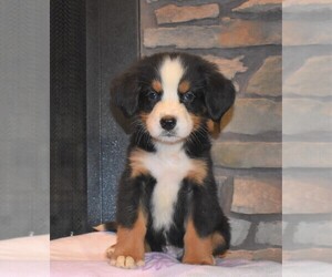 Bernese Mountain Dog Puppy for sale in FREDERICKSBG, OH, USA