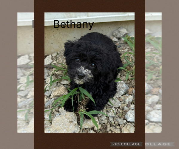 Medium Photo #7 Poodle (Toy)-Yorkshire Terrier Mix Puppy For Sale in BENNINGTON, IN, USA