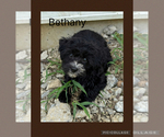 Small Photo #7 Poodle (Toy)-Yorkshire Terrier Mix Puppy For Sale in BENNINGTON, IN, USA
