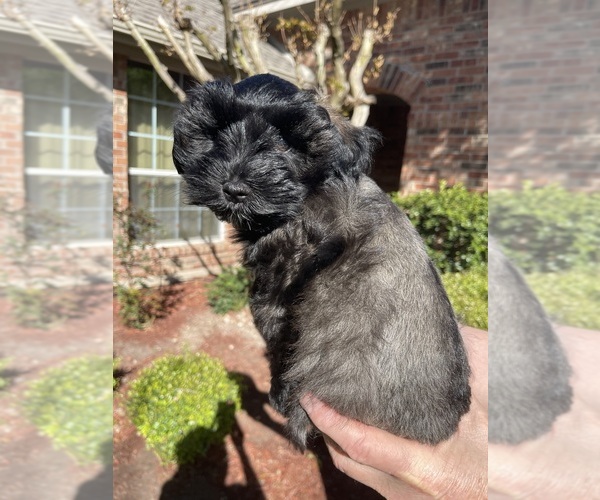 Medium Photo #5 Schnauzer (Miniature) Puppy For Sale in PFLUGERVILLE, TX, USA