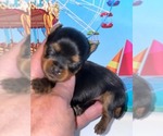 Small Photo #5 Yorkshire Terrier Puppy For Sale in KEITHVILLE, LA, USA