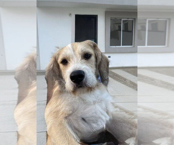 Medium Photo #2 Mutt Puppy For Sale in San Diego, CA, USA