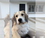Small #1 Mutt