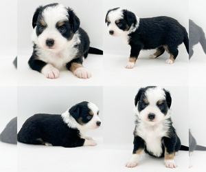 Miniature Australian Shepherd Puppy for sale in BROOKER, FL, USA