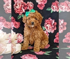 Poodle (Miniature) Puppy for sale in NEW PROVIDENCE, PA, USA