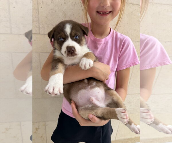 Medium Photo #2 Australian Shepherd-Unknown Mix Puppy For Sale in The Woodlands, TX, USA