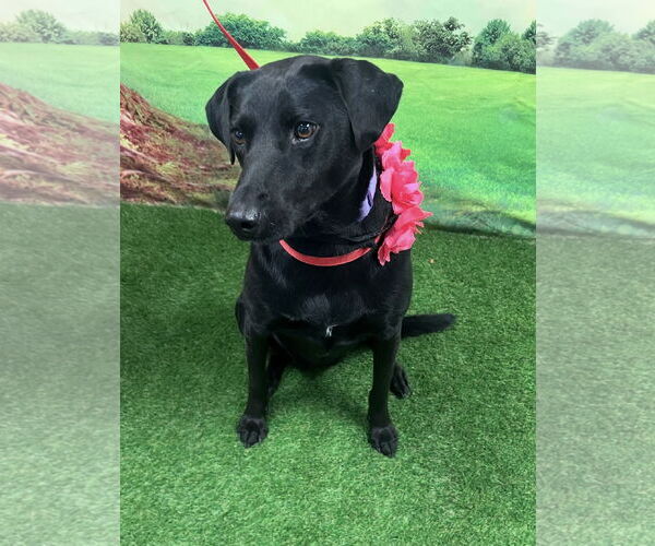 Medium Photo #4 Mutt Puppy For Sale in Euless, TX, USA