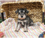 Evelyn - Female Schnauzer (Miniature) Puppy for Sale - Photo #3
