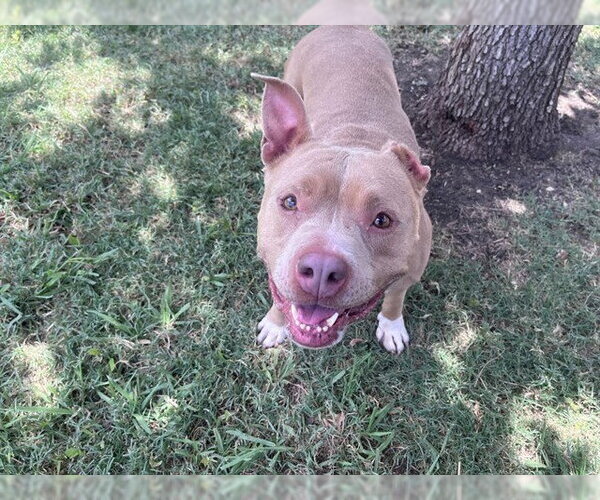 Medium Photo #2 Staffordshire Bull Terrier-Unknown Mix Puppy For Sale in Plano, TX, USA