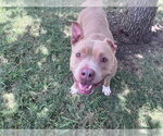 Small #1 Staffordshire Bull Terrier Mix