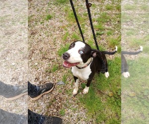 Border-Aussie Dogs for adoption in Frenchburg, KY, USA