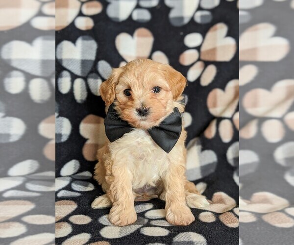 Medium Photo #1 Maltipoo Puppy For Sale in ATGLEN, PA, USA