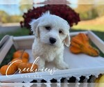 Puppy Thomas Havachon