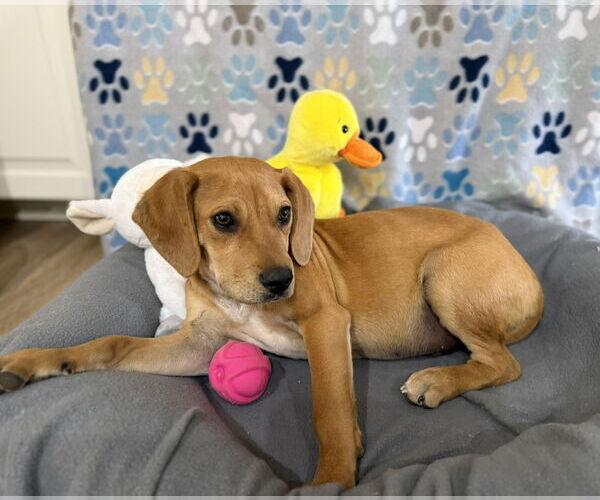 Medium Photo #5 American Foxhound-Unknown Mix Puppy For Sale in Texarkana, TX, USA