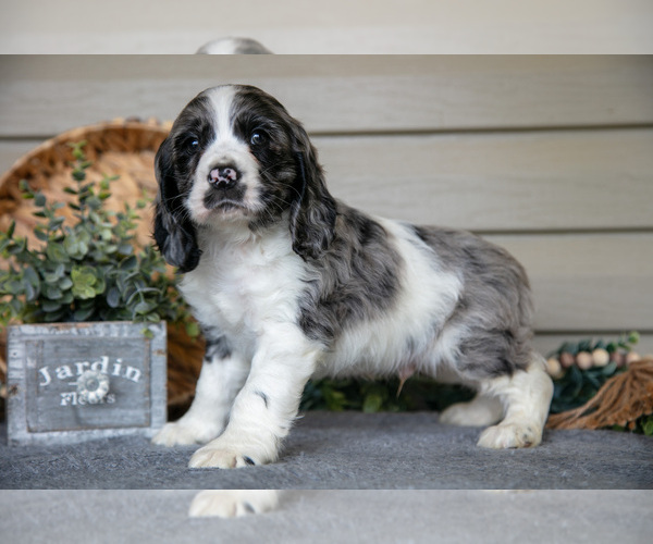 Medium Photo #8 Cocker Spaniel Puppy For Sale in SEAMAN, OH, USA