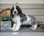 Small #1 Cocker Spaniel