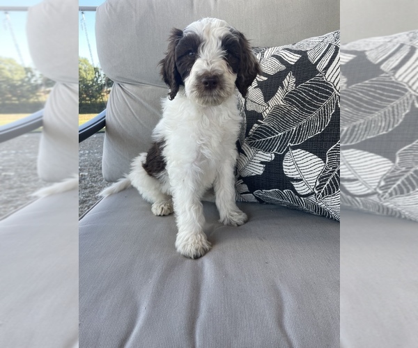 Medium Photo #1 Aussiedoodle Puppy For Sale in CUNNINGHAM, KY, USA