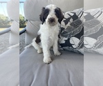 Small Photo #1 Aussiedoodle Puppy For Sale in CUNNINGHAM, KY, USA