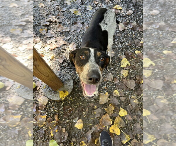 Medium Photo #2 Mutt Puppy For Sale in Elmsford, NY, USA