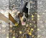Small #1 Mutt