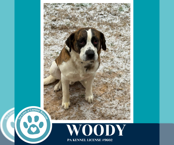 Medium Photo #1 Saint Bernard-Unknown Mix Puppy For Sale in Kimberton, PA, USA