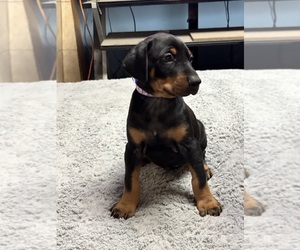 Medium Doberman Pinscher