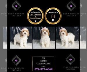 Goldendoodle (Miniature) Puppy for sale in WARSAW, IN, USA