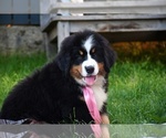 Small Photo #3 Bernese Mountain Dog Puppy For Sale in Dej, Cluj, Romainia