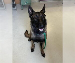 Mutt Dogs for adoption in Santa Cruz, CA, USA