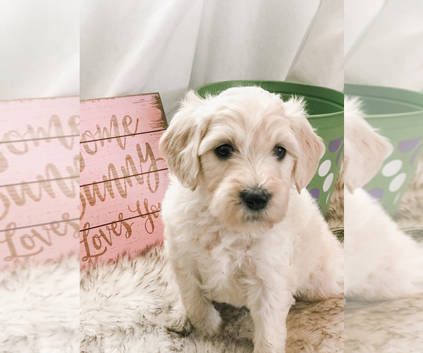 Medium Photo #1 Goldendoodle Puppy For Sale in MARQUAND, MO, USA