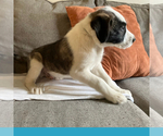 Small #2 Border-Aussie