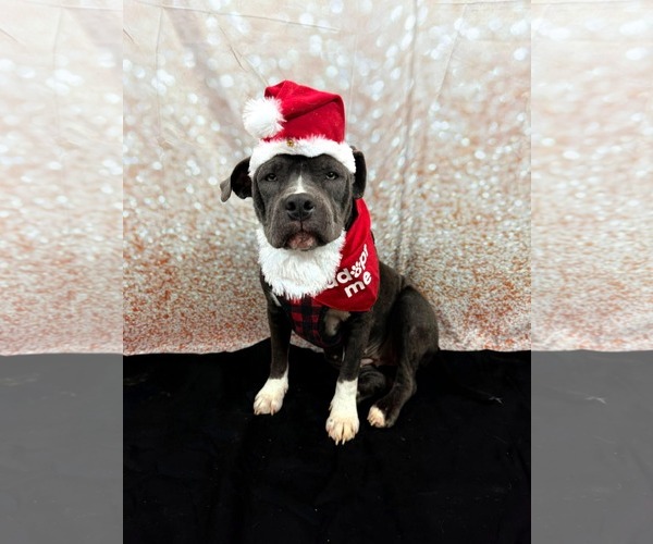 Medium Photo #3 Staffordshire Bull Terrier-Unknown Mix Puppy For Sale in Germantown, OH, USA