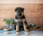 Puppy Smartie German Shepherd Dog
