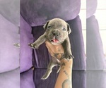 Small #3 American Bully