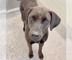 SIERRA - Female Labrador Retriever Dog for Adoption - Photo #2