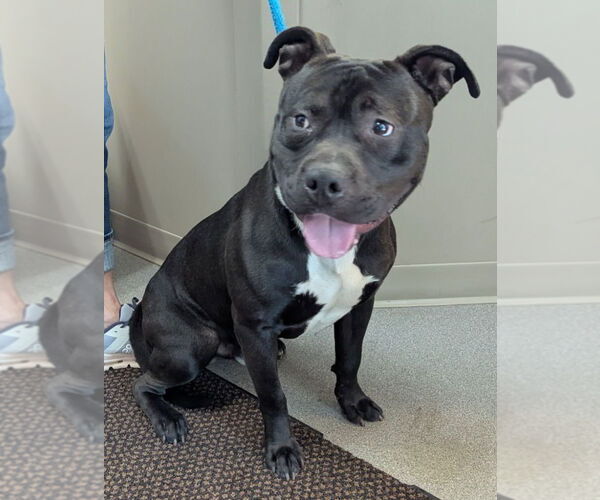 Medium Photo #1 Staffordshire Bull Terrier Puppy For Sale in La Porte, IN, USA