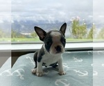 Small Photo #13 Boston Terrier Puppy For Sale in OROVILLE, CA, USA