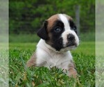 Small Photo #3 Boxer Puppy For Sale in MANHEIM, PA, USA