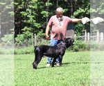 Small Photo #1 Cane Corso Puppy For Sale in PARAGOULD, AR, USA