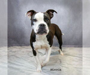 American Pit Bull Terrier-Unknown Mix Dogs for adoption in Hot Springs Village, AR, USA