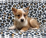 Small Photo #6 Texas Heeler Puppy For Sale in LAKELAND, FL, USA